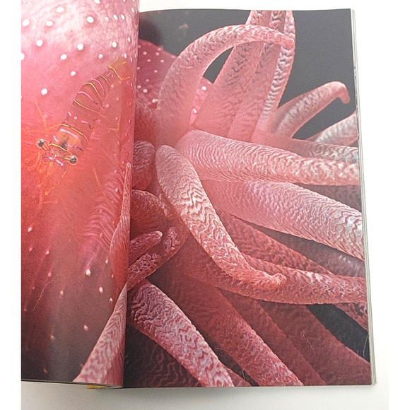 National Geographic Magazine April 1980 Texas Washington Cathedral Monkeys - Picture 4 of 8